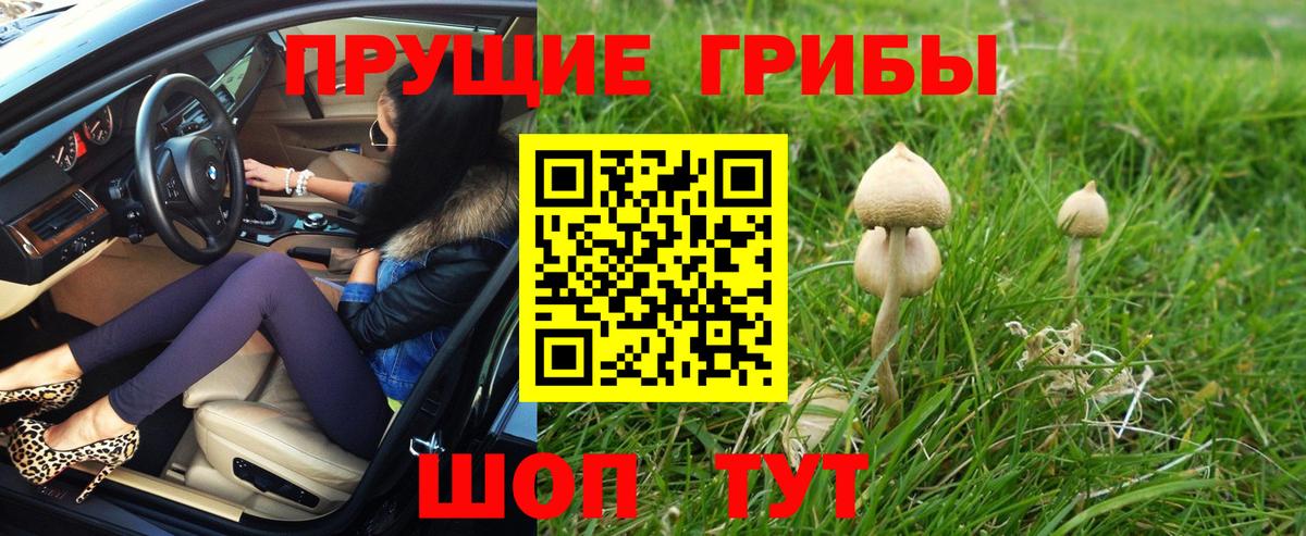 Псилоцибиновые грибы мицелий Горячий Ключ